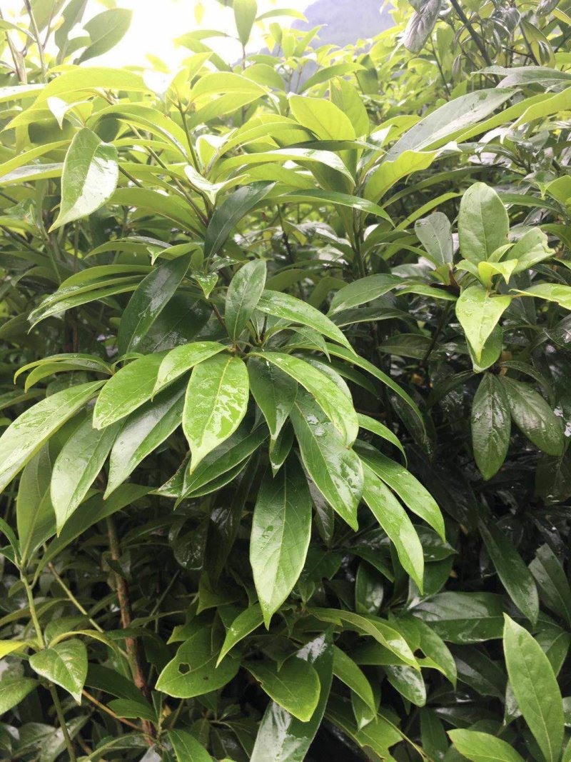 楠木杯苗