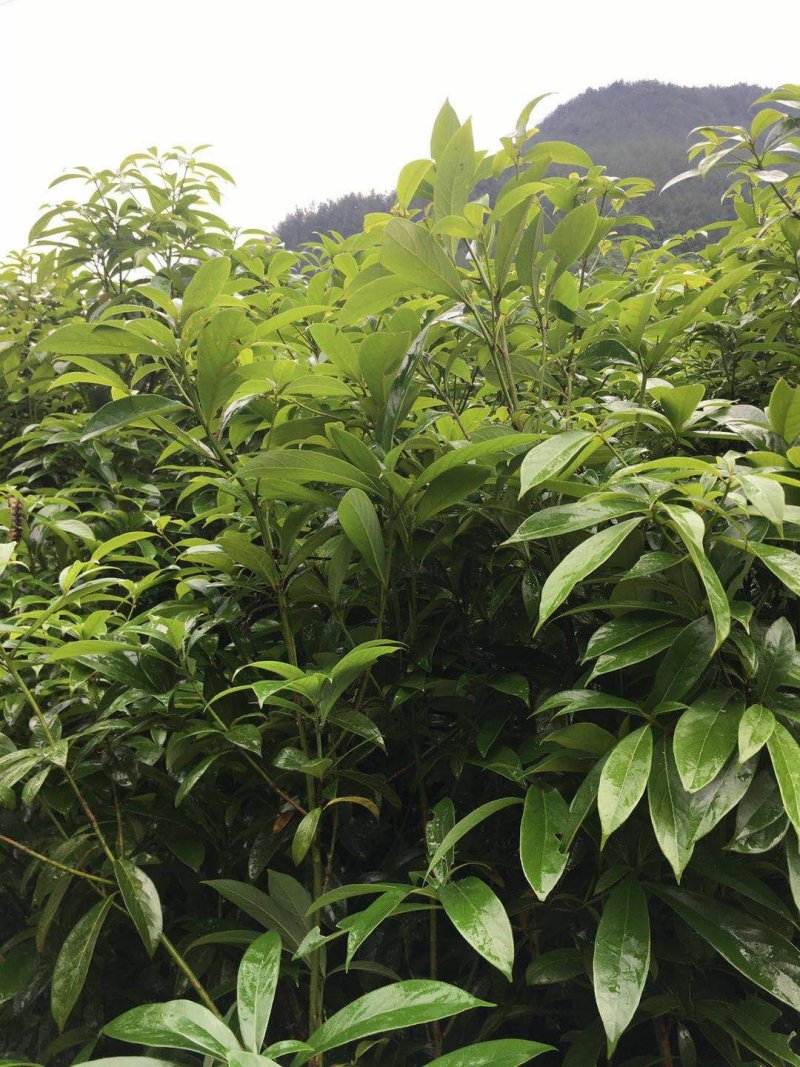 楠木杯苗