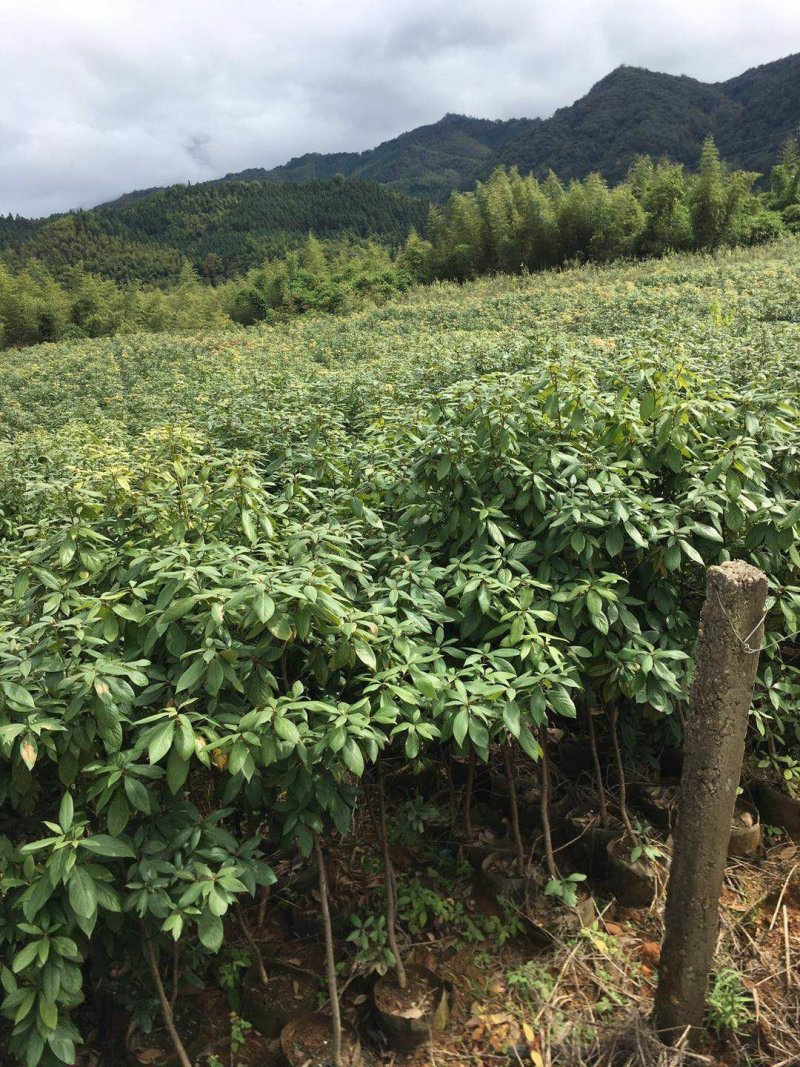 楠木杯苗