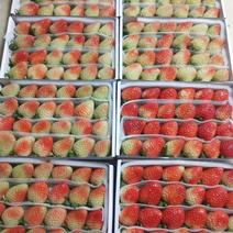 云南夏季草莓—长期稳定供应，全国空运，冷链运输，新鲜便捷