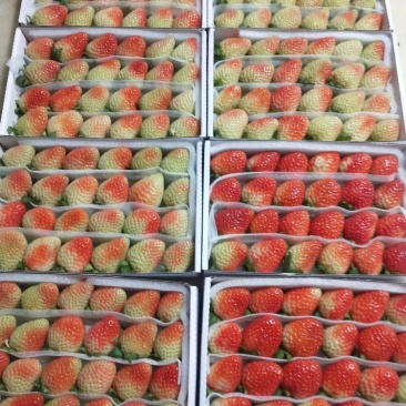 云南夏季草莓