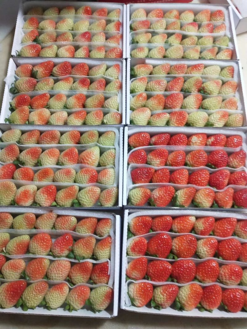 云南夏季草莓