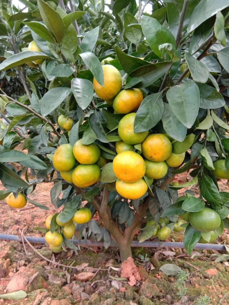 ，大分4号，，，特早蜜桔，汁多清甜