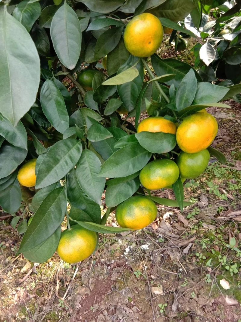 ，大分4号，，，特早蜜桔，汁多清甜