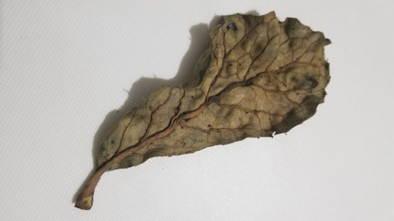岩白菜野生的无硫无添加干品