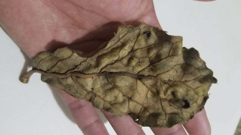 岩白菜野生的无硫无添加干品
