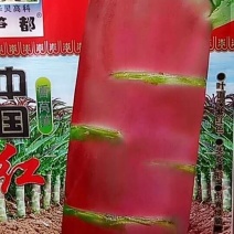 大尖叶种植既耐热又耐寒淡绿味清香脆嫩