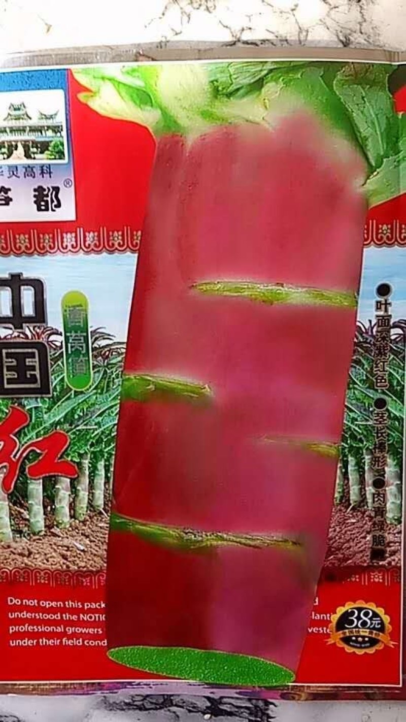 大尖叶种植既耐热又耐寒淡绿味清香脆嫩