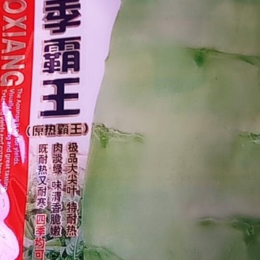 四季霸王莴笋，大尖叶，耐热。香脆嫩