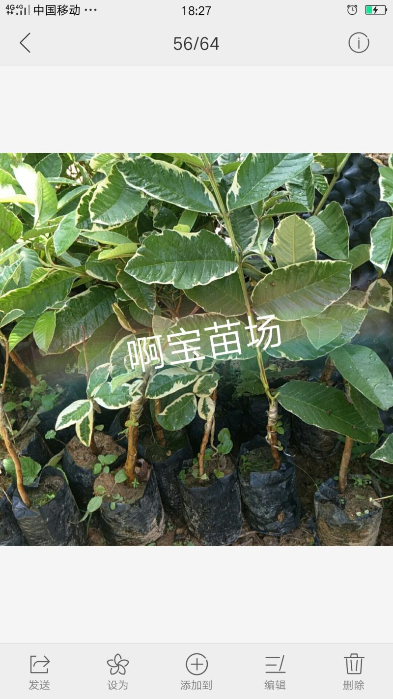 正宗花叶红心芭乐嫁接苗番石榴红肉软果实西瓜芭乐苗当