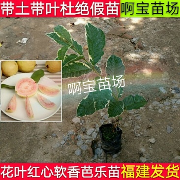 正宗花叶红心芭乐嫁接苗番石榴红肉软果实西瓜芭乐苗当