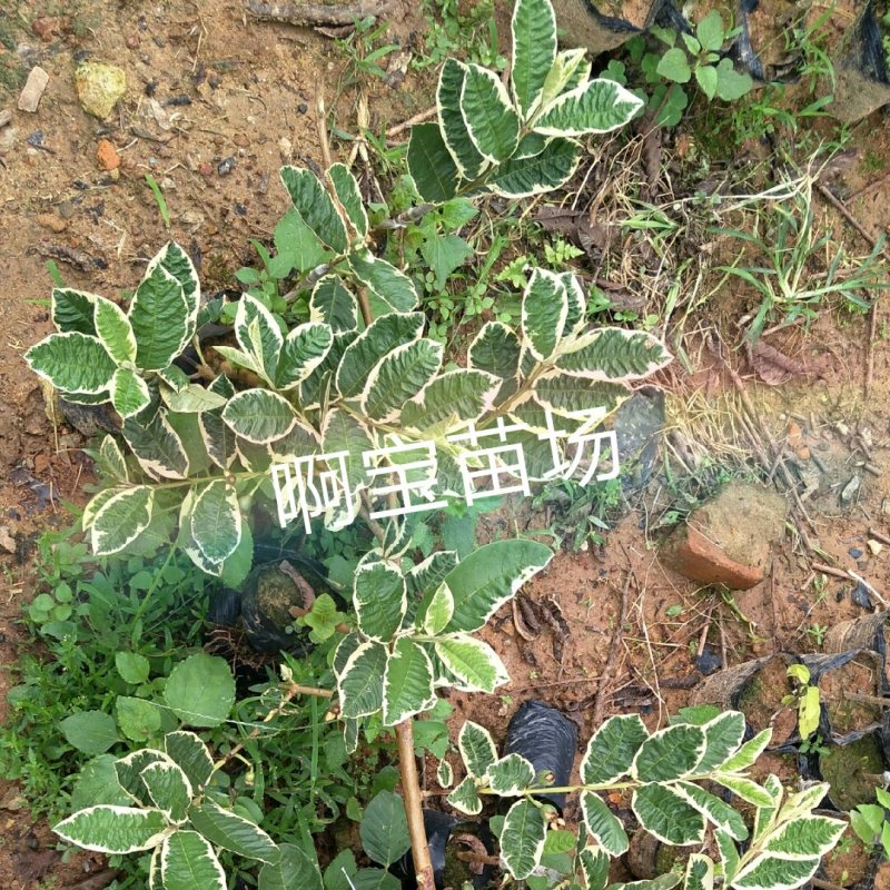 正宗花叶红心芭乐嫁接苗番石榴红肉软果实西瓜芭乐苗当