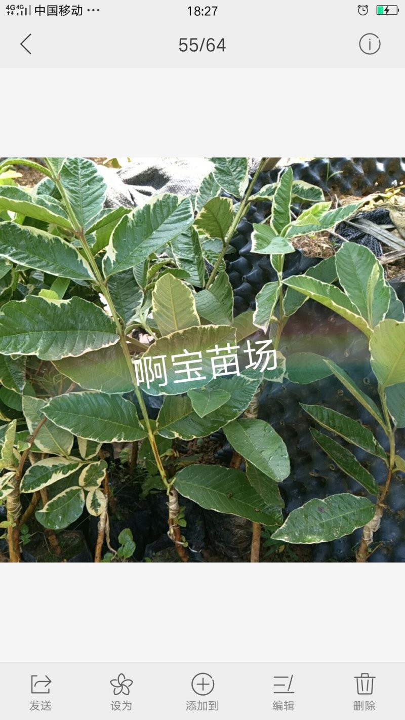 正宗花叶红心芭乐嫁接苗番石榴红肉软果实西瓜芭乐苗当