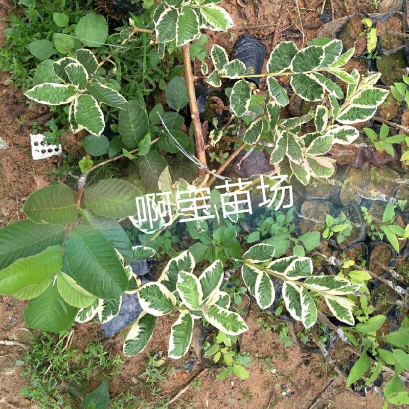 正宗花叶红心芭乐嫁接苗番石榴红肉软果实西瓜芭乐苗当