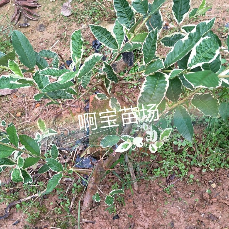 正宗花叶红心芭乐嫁接苗番石榴红肉软果实西瓜芭乐苗当