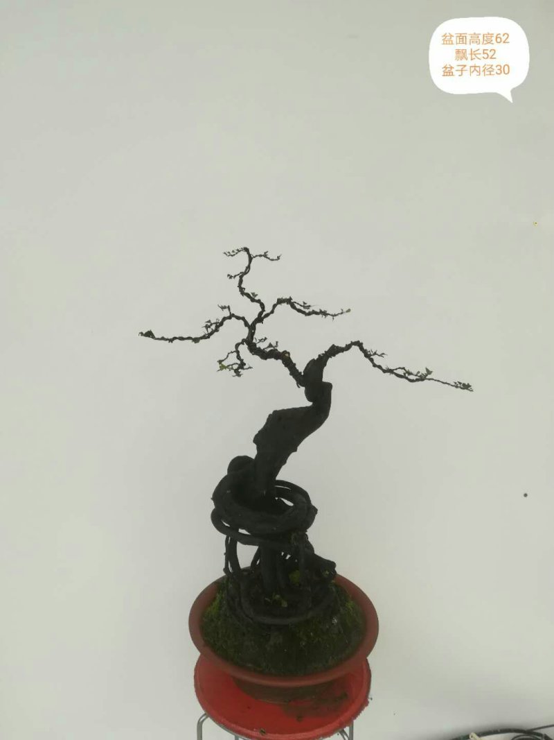 金弹子