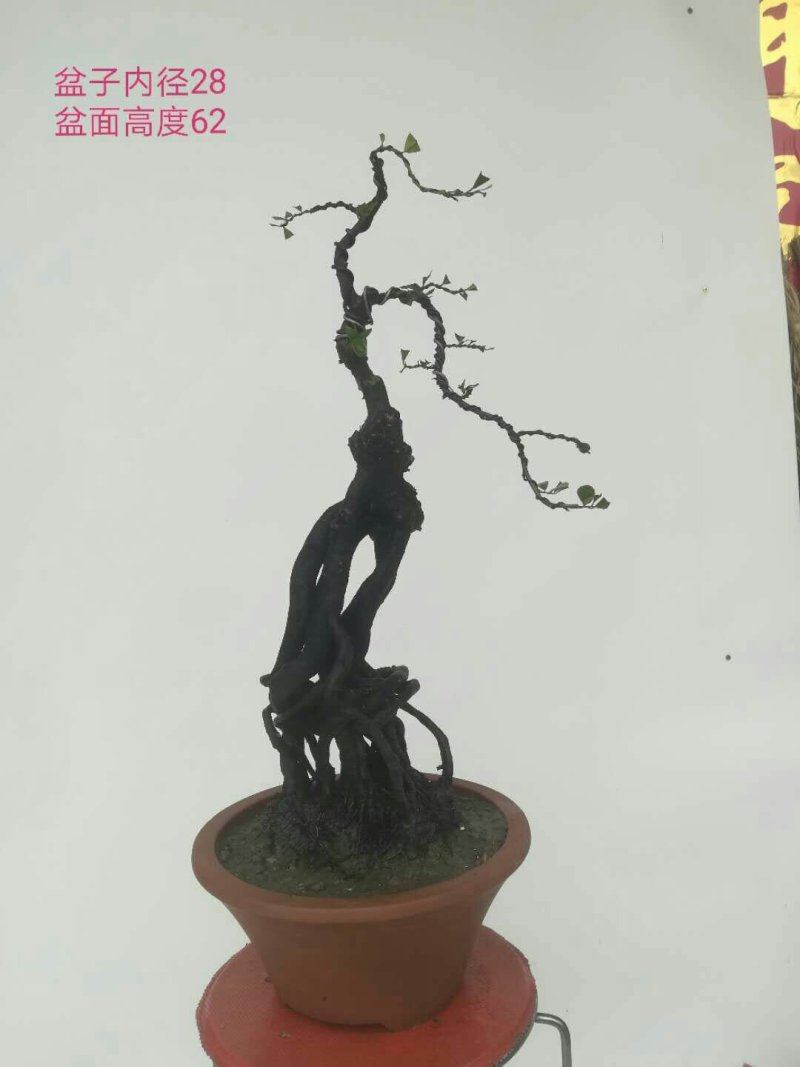 金弹子