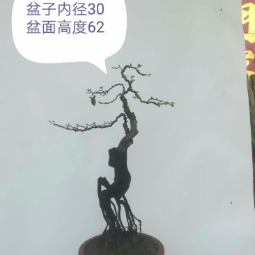 金弹子