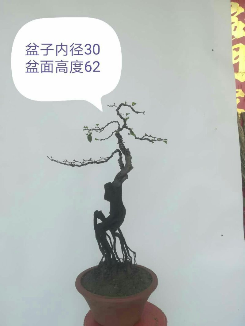 金弹子