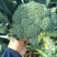 【推荐】西蓝花苗成活率高耐寒耐热基地直供蔬菜种苗