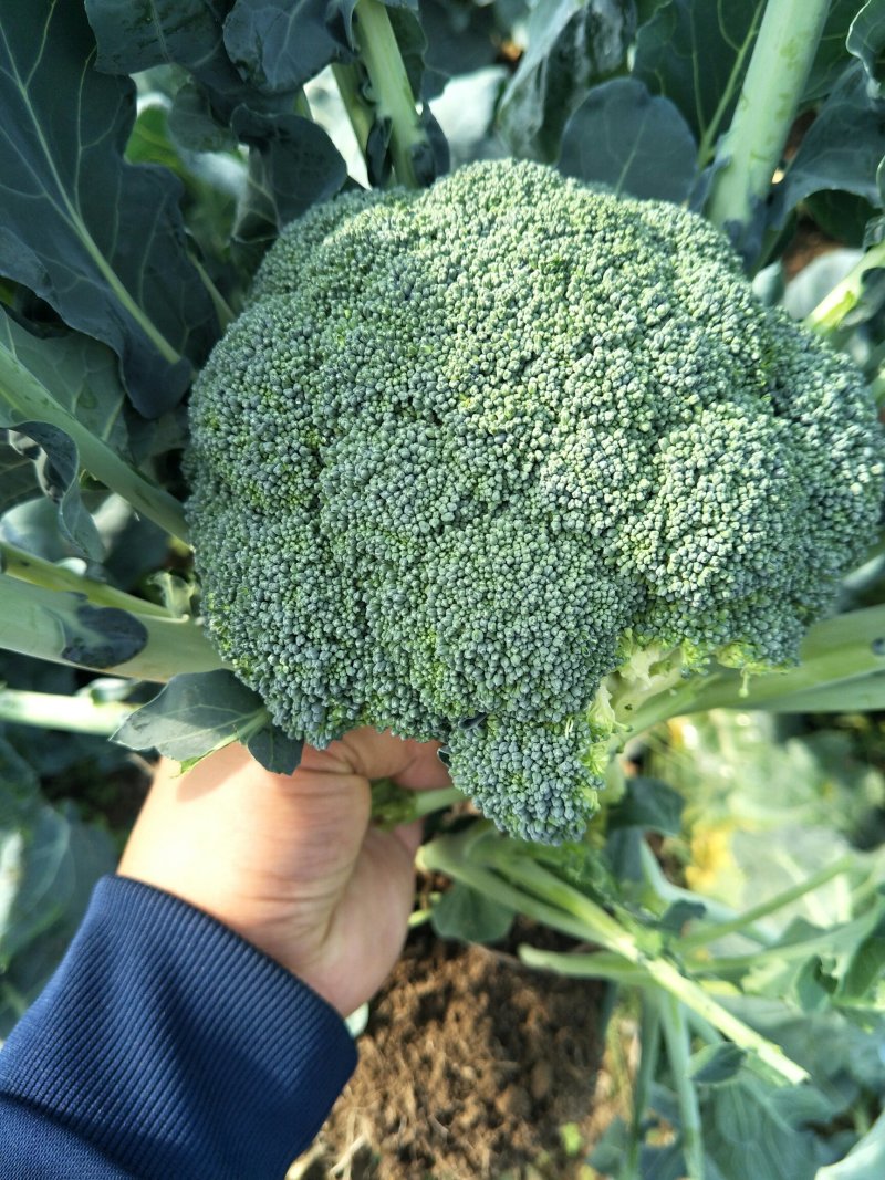 【推荐】西蓝花苗成活率高耐寒耐热基地直供蔬菜种苗