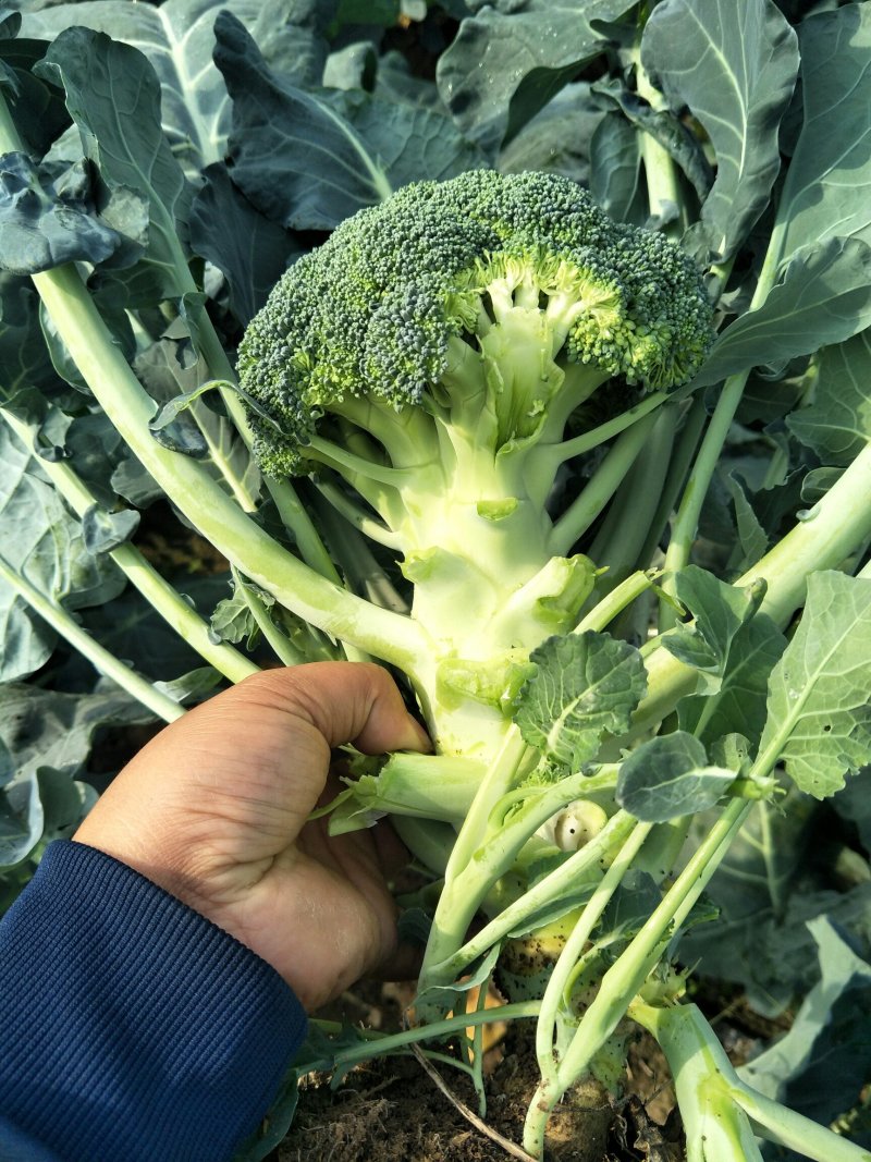 【推荐】西蓝花苗成活率高耐寒耐热基地直供蔬菜种苗