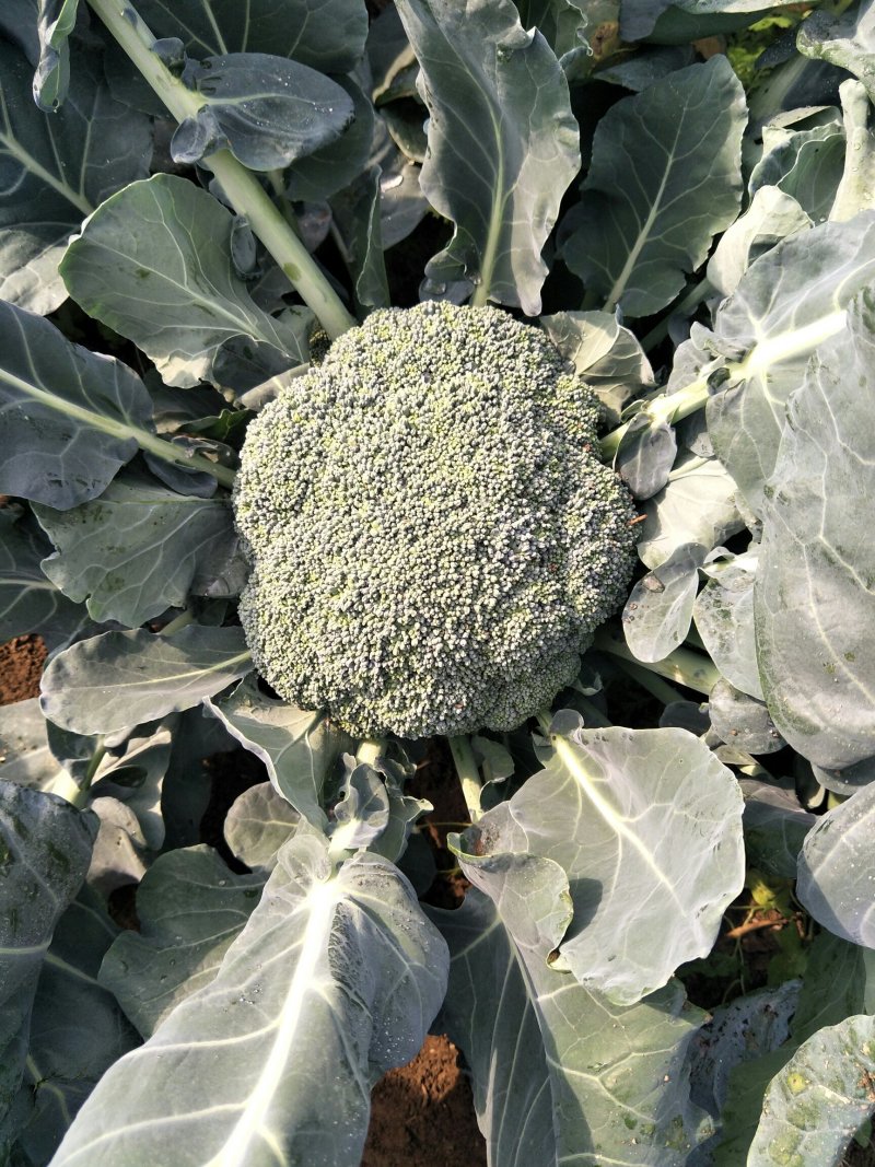 【推荐】西蓝花苗成活率高耐寒耐热基地直供蔬菜种苗
