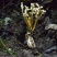纯野生金蝉花