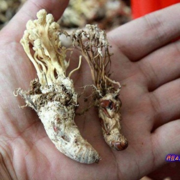 纯野生金蝉花