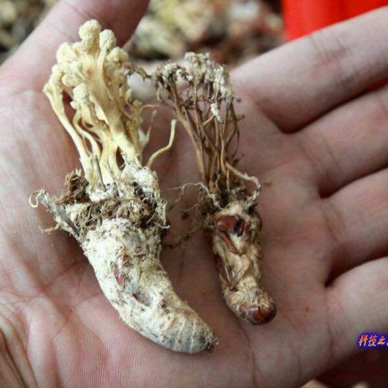 纯野生金蝉花
