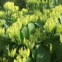 金银花