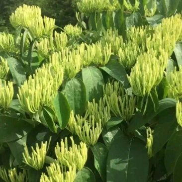 金银花