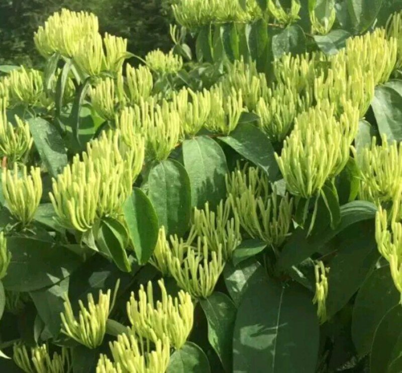 金银花