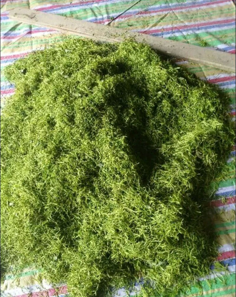 金银花