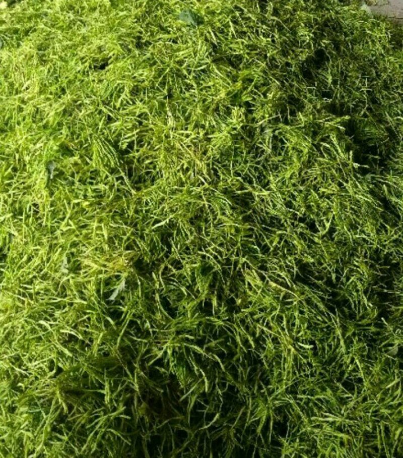 金银花
