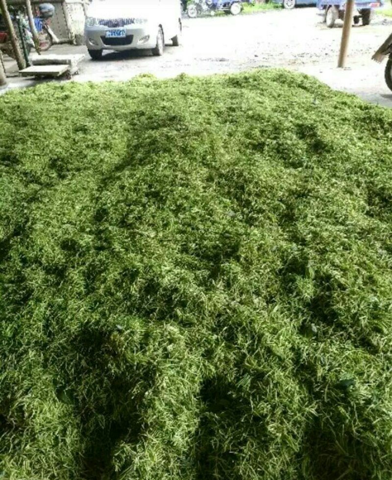 金银花