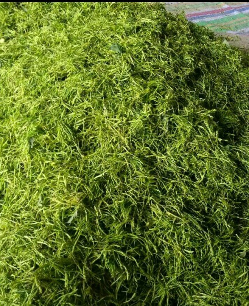 金银花