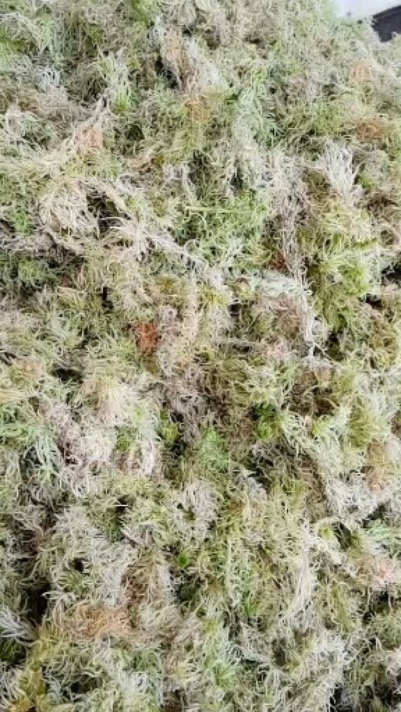 原生态水苔