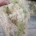 原生态水苔