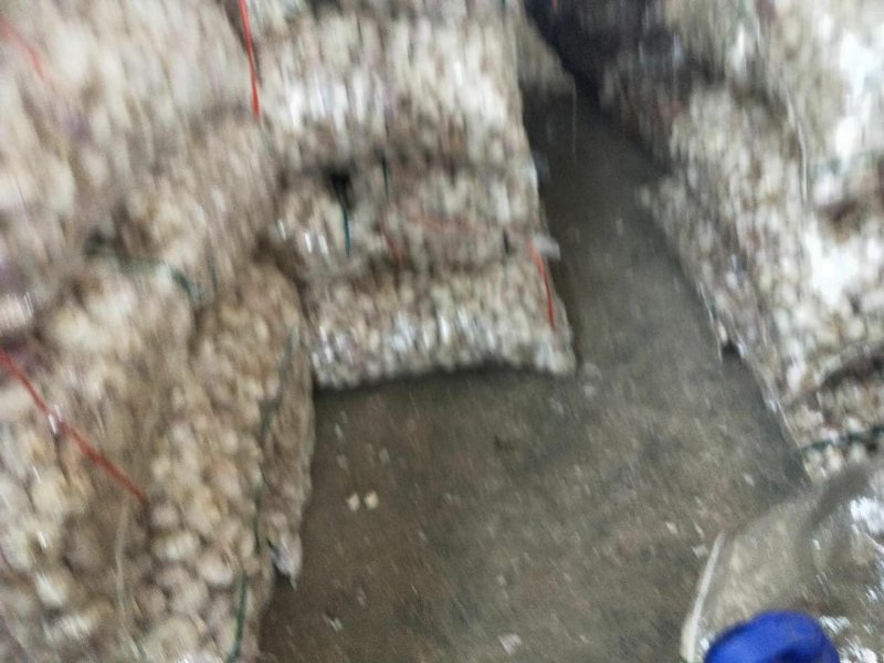 大蒜现在量很大。提供包装。有专业的加工团队。诚心为你服务