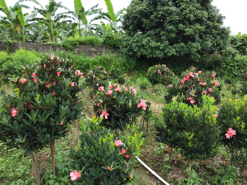 山茶花树苗四季红山茶花苗营养杯苗基地直供