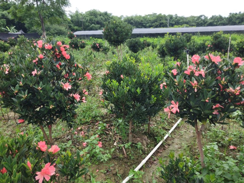 山茶花树苗四季红山茶花苗营养杯苗基地直供