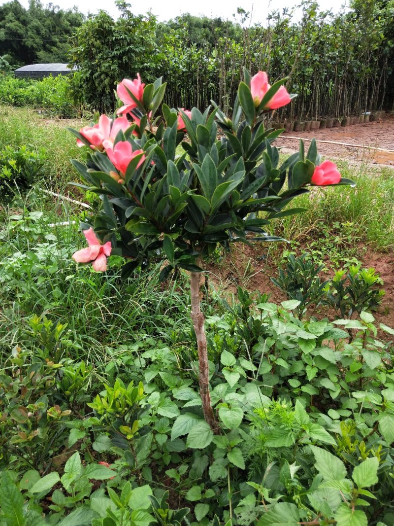 山茶花树苗四季红山茶花苗营养杯苗基地直供