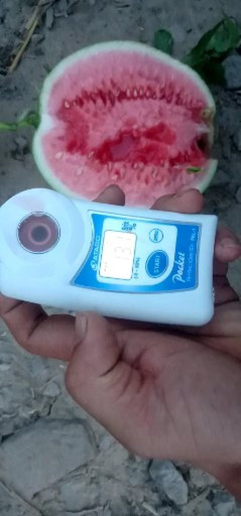 夏邑西瓜美都8424麒麟大量上市中价格规格可协商