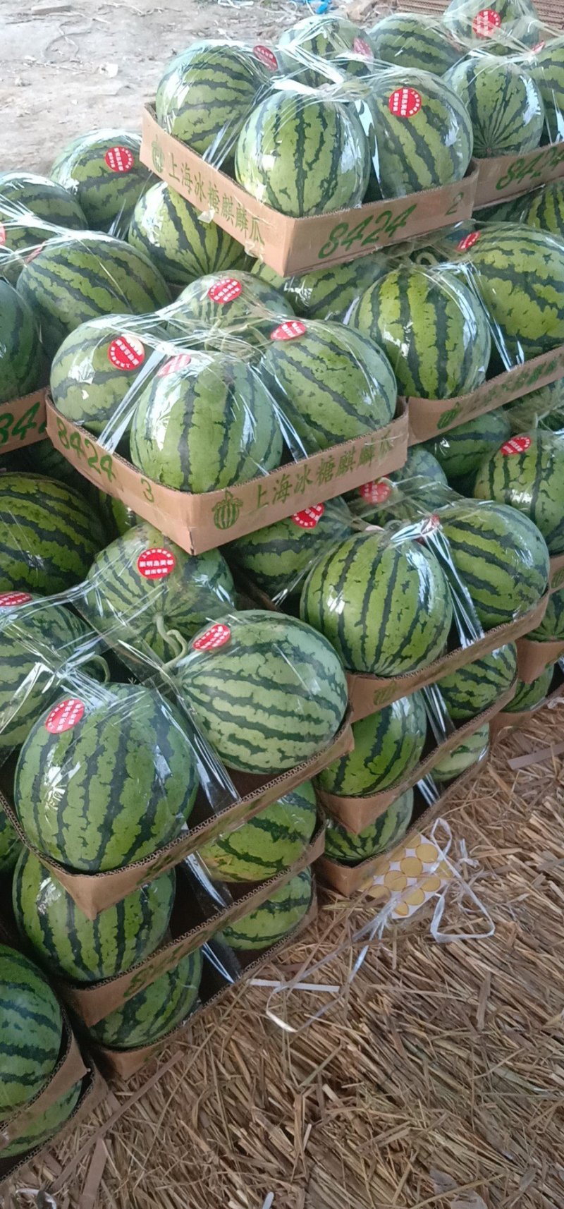 夏邑西瓜美都8424麒麟大量上市中价格规格可协商