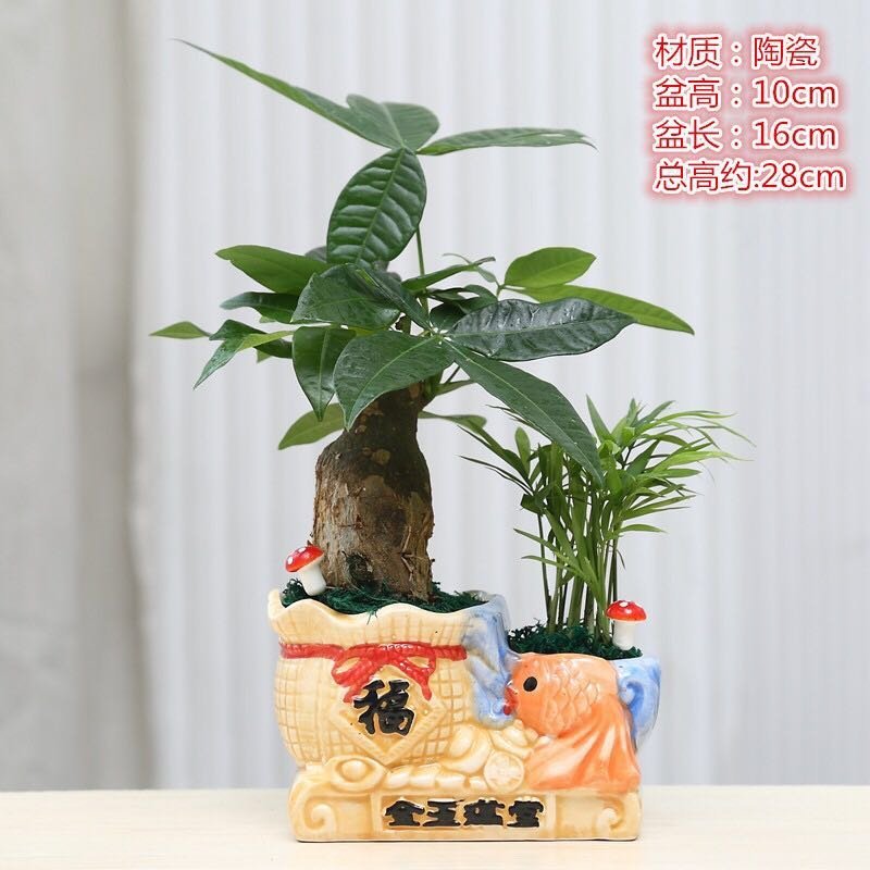发财树盆栽室内花卉小盆景办公室绿色植物客厅招财盆栽