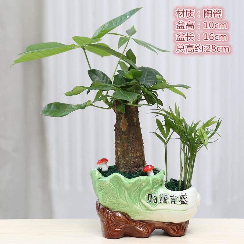 发财树盆栽室内花卉小盆景办公室绿色植物客厅招财盆栽