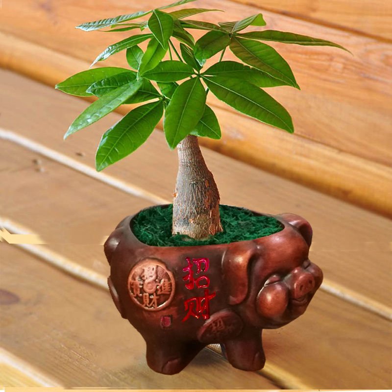 发财树盆栽室内花卉小盆景办公室绿色植物客厅招财盆栽