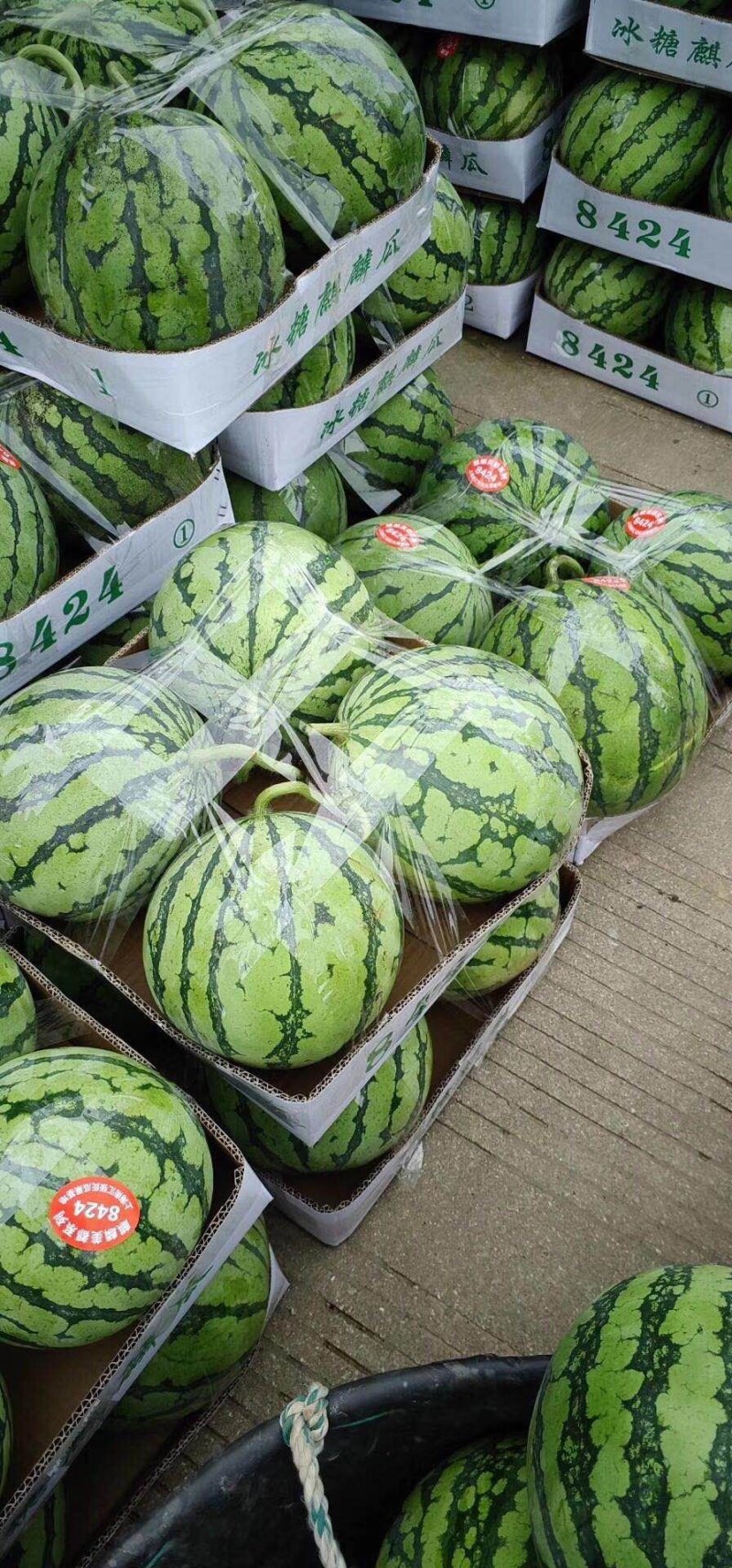 8424