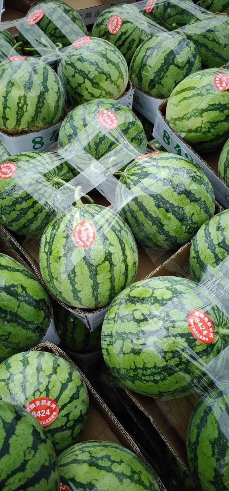 8424